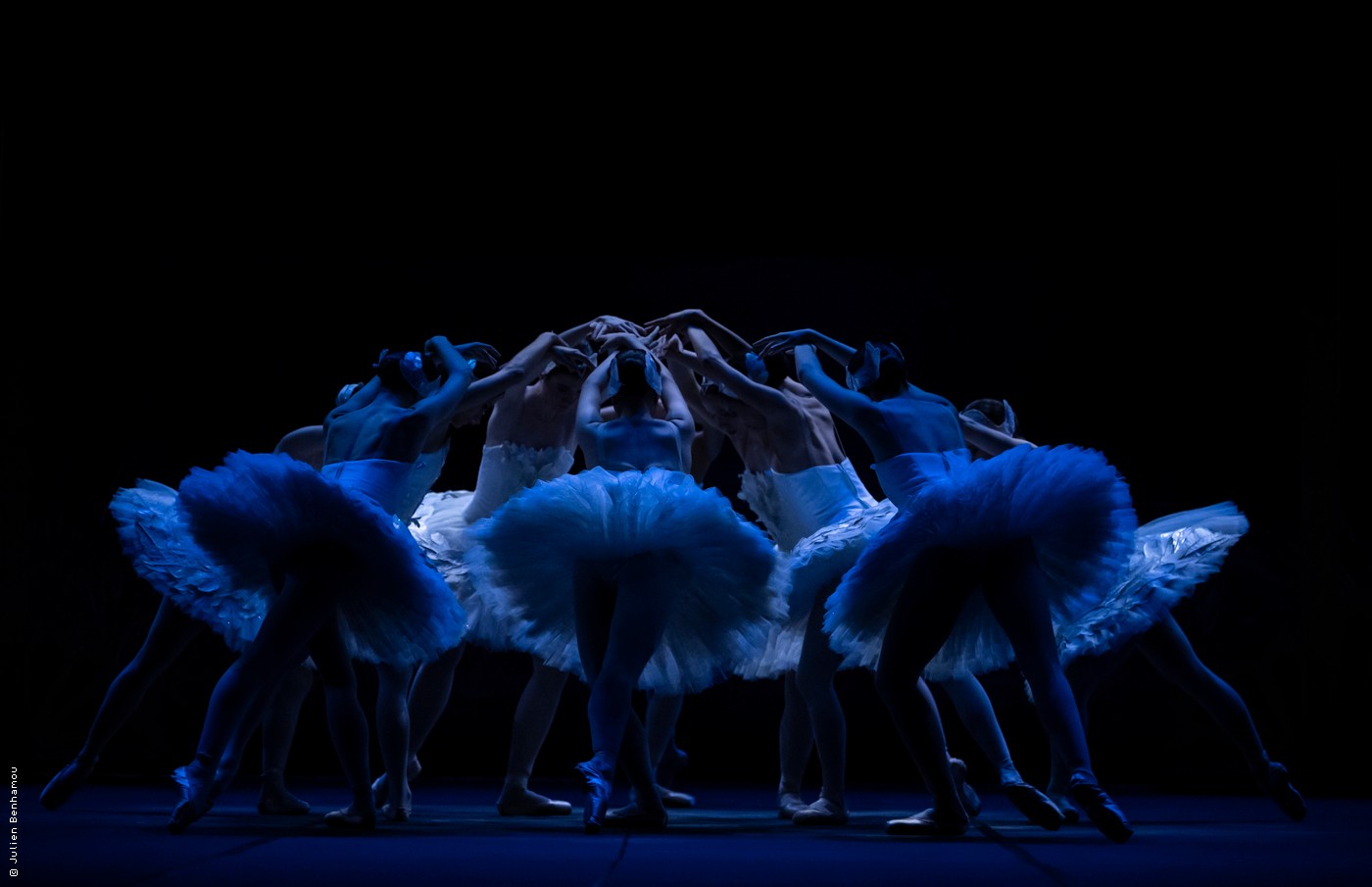 Mon premier Lac des Cygnes