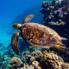 Oc&eacute;an, Immersion dans le Monde Marin