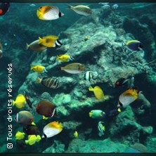 OC&Eacute;ANOPOLIS BREST