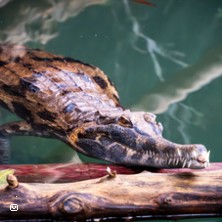 La Ferme aux Crocodiles - Saison 2026