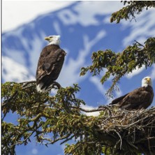 Tout est Calme dans les Hauteurs - Th&eacute;&acirc;tre du Rond-Point, Paris