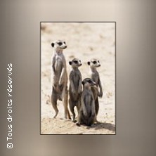 ZOO DES SABLES D'OLONNE LES SABLES D OLONNE